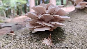 Lungen---Seitling_Pleurotus-pulmonarius_20260602_131715.jpg