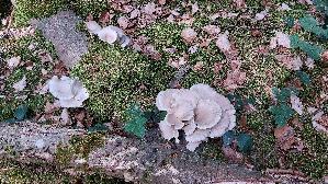 Lungen---Seitling_Pleurotus-pulmonarius_20260603_163034.jpg