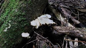 Lungen---Seitling_Pleurotus-pulmonarius_20260708_104819.jpg