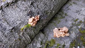 Lungen---Seitling_Pleurotus-pulmonarius_20260819_165107.jpg
