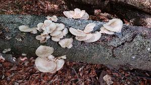 Lungen---Seitling_Pleurotus-pulmonarius_20260830_124241.jpg