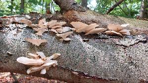 Lungen---Seitling_Pleurotus-pulmonarius_20260830_124252.jpg