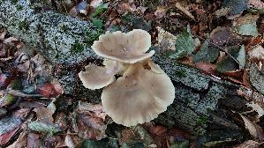 Lungen---Seitling_Pleurotus-pulmonarius_20260901_123442.jpg