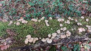 Lungen---Seitling_Pleurotus-pulmonarius_20260901_130322.jpg