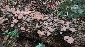 Lungen---Seitling_Pleurotus-pulmonarius_20260901_130416.jpg