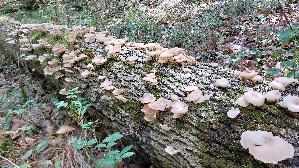 Lungen---Seitling_Pleurotus-pulmonarius_20260901_130438.jpg