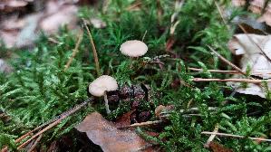 Maeuseschwanz---Ruebling_Baeospora-myosura_20260902_130212.jpg