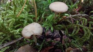 Maeuseschwanz---Ruebling_Baeospora-myosura_20260902_130229.jpg