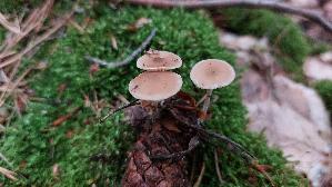 Maeuseschwanz---Ruebling_Baeospora-myosura_20260902_132233.jpg