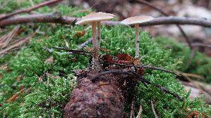 Maeuseschwanz---Ruebling_Baeospora-myosura_20260902_132248.jpg