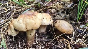 Mairitterling_Calocybe-gambosa_20250425_154611.jpg