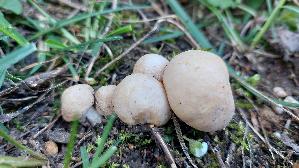 Mairitterling_Calocybe-gambosa_20260402_175428.jpg