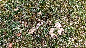 Mairitterling_Calocybe-gambosa_20260410_144708.jpg