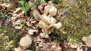 Mairitterling_Calocybe-gambosa_20260421_122752.jpg