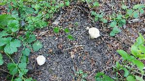 Mairitterling_Calocybe-gambosa_20260430_172158.jpg