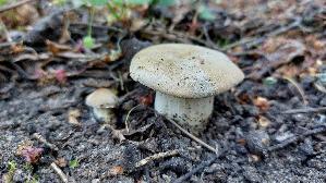 Mairitterling_Calocybe-gambosa_20260430_172225.jpg