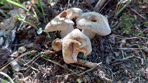 Mairitterling_Calocybe-gambosa_20260430_172500.jpg