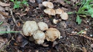 Mairitterling_Calocybe-gambosa_20260507_120412.jpg