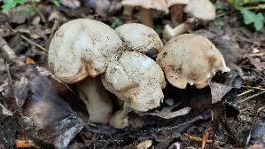 Mairitterling_Calocybe-gambosa_20260507_120424.jpg