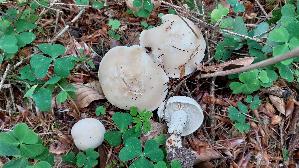 Mairitterling_Calocybe-gambosa_20260520_131649.jpg