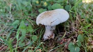 Mairitterling_Calocybe-gambosa_20260522_135517.jpg