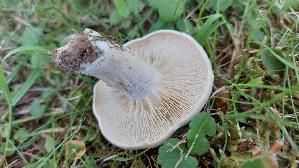 Mairitterling_Calocybe-gambosa_20260522_135529.jpg
