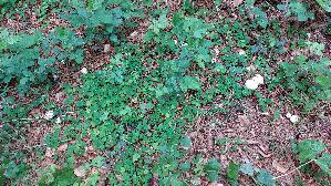 Mairitterling_Calocybe-gambosa_OMIMG_20260520_131558.jpg