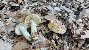 Mandeltaeubling_Russula-grata_20250812_114524.jpg