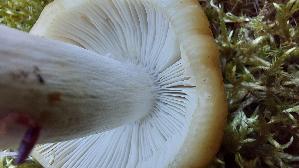 Mandeltaeubling_Russula-grata_20250817_121403.jpg