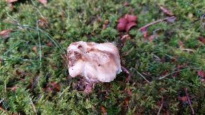 Mandeltaeubling_Russula-grata_20260611_151005.jpg