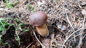 Maronen---Roehrling_Xerocomus-badius_20250905_140345.jpg