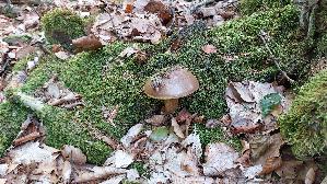 Maronen---Roehrling_Xerocomus-badius_20260926_135401.jpg