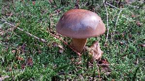 Maronen---Roehrling_Xerocomus-badius_20260926_142141.jpg