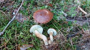 Maronen---Roehrling_Xerocomus-badius_20261005_113942.jpg