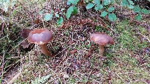 Maronen---Roehrling_Xerocomus-badius_20261011_135808.jpg