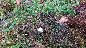 Mattweisser-Roetling_Entoloma-sericellum_20260831_133239.jpg