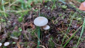 Mattweisser-Roetling_Entoloma-sericellum_20260831_133251.jpg