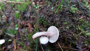 Mattweisser-Roetling_Entoloma-sericellum_20260831_133353.jpg