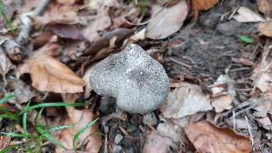 Mausgrau--er-Dachpilz_Pluteus-ephebeus_20260903_150534.jpg
