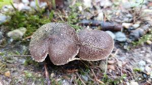 Mausgrau--er-Erdritterling_Tricholoma-myomyces_20260917_100052.jpg