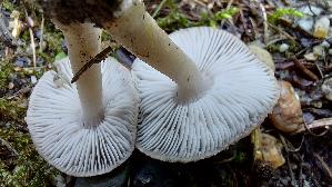 Mausgrau--er-Erdritterling_Tricholoma-myomyces_20260917_100116.jpg