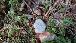 Mehl---Raesling_Clitopilus-prunulus_20250904_114836.jpg