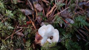 Mehl---Raesling_Clitopilus-prunulus_20250904_114852.jpg