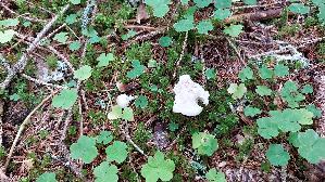 Mehl---Raesling_Clitopilus-prunulus_20250905_100047.jpg