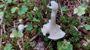 Mehl---Raesling_Clitopilus-prunulus_20250905_100102.jpg