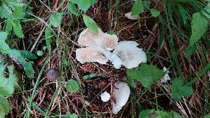 Mehl---Raesling_Clitopilus-prunulus_20250907_102344.jpg