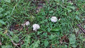Mehl---Raesling_Clitopilus-prunulus_20260611_154303.jpg