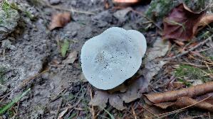 Mehl---Raesling_Clitopilus-prunulus_20260912_150758.jpg
