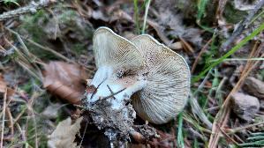 Mehl---Raesling_Clitopilus-prunulus_20260912_150857.jpg