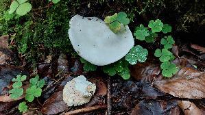 Mehl---Raesling_Clitopilus-prunulus_20260915_090927.jpg